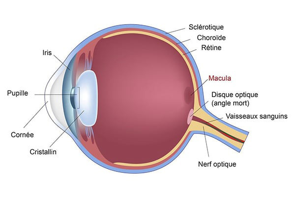 schéma oeil opération des yeux